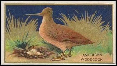 4 American Woodcock
